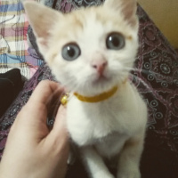 Tekir Kedi, Kedi  Moli fotoğrafı