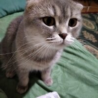 Scottish Fold, Kedi  Hinata fotoğrafı