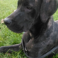 Labrador Retriever, Köpek  Pascal fotoğrafı