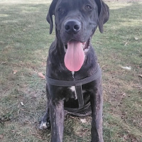 Labrador Retriever, Köpek  Pascal fotoğrafı
