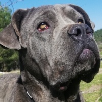 Cane Corso Italiano, Köpek  Alis fotoğrafı