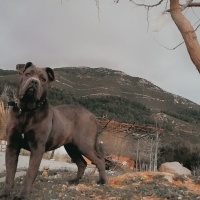 Cane Corso Italiano, Köpek  Alis fotoğrafı