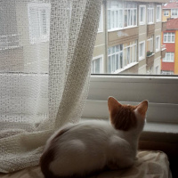 Tekir Kedi, Kedi  Sütlaç fotoğrafı