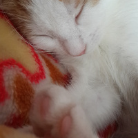 Tekir Kedi, Kedi  Sütlaç fotoğrafı