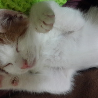 Tekir Kedi, Kedi  Sütlaç fotoğrafı