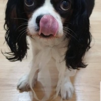 King Charles Spaniel, Köpek  Jale fotoğrafı