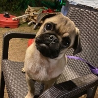 Pug, Köpek  PARS fotoğrafı