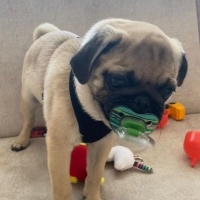 Pug, Köpek  PARS fotoğrafı