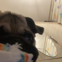 Pug, Köpek  PARS fotoğrafı