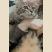 Tekir Kedi, Kedi  Paşa fotoğrafı