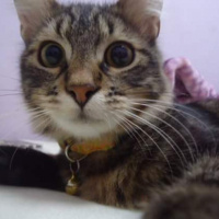Tekir Kedi, Kedi  Paşa fotoğrafı
