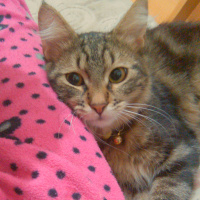 Tekir Kedi, Kedi  Paşa fotoğrafı