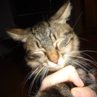 Tekir Kedi, Kedi  Paşa fotoğrafı