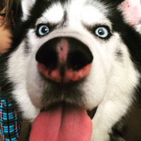 Sibirya Kurdu (Husky), Köpek  ASYA fotoğrafı