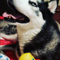 Sibirya Kurdu (Husky), Köpek  ASYA fotoğrafı