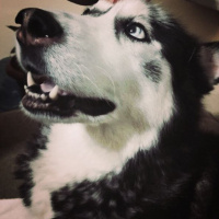 Sibirya Kurdu (Husky), Köpek  ASYA fotoğrafı