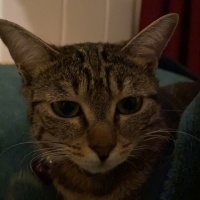 Tekir Kedi, Kedi  Mia fotoğrafı