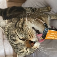 Tekir Kedi, Kedi  Mia fotoğrafı