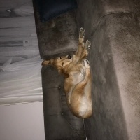 Golden Retriever, Köpek  Köpük fotoğrafı