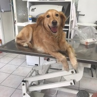 Golden Retriever, Köpek  Köpük fotoğrafı