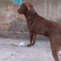 Amerikan Pitbull Terrier, Köpek  tylor fotoğrafı