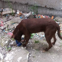 Amerikan Pitbull Terrier, Köpek  tylor fotoğrafı