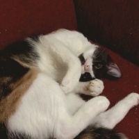 Tekir Kedi, Kedi  İris fotoğrafı