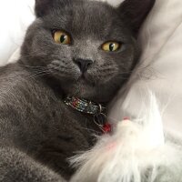 British Shorthair, Kedi  Çakıl fotoğrafı