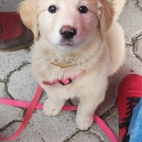 Golden Retriever, Köpek  LiLi fotoğrafı