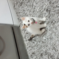 Soke, Kedi  Pamuk fotoğrafı