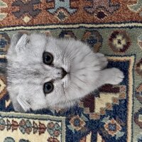 Scottish Fold, Kedi  Dora fotoğrafı