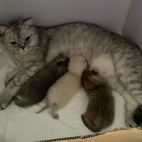 Scottish Fold, Kedi  Dora fotoğrafı