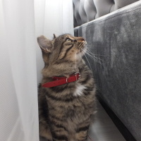 Tekir Kedi, Kedi  Kontes fotoğrafı