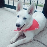 Sibirya Kurdu (Husky), Köpek  Alfa fotoğrafı