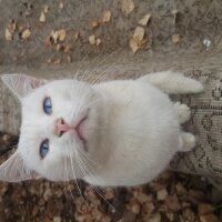 Van Kedisi, Kedi  Cemil/Cemile fotoğrafı