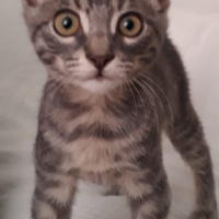 Tekir Kedi, Kedi  şeker fotoğrafı
