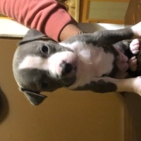 Amerikan Staffordshire Terrier, Köpek  9 Adet American Staffordshire fotoğrafı