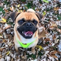 Pug, Köpek  Paşa fotoğrafı