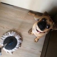 Pug, Köpek  Paşa fotoğrafı
