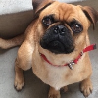 Pug, Köpek  Paşa fotoğrafı