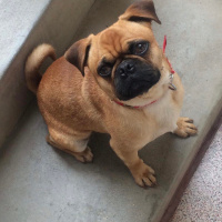 Pug, Köpek  Paşa fotoğrafı