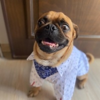 Pug, Köpek  Paşa fotoğrafı