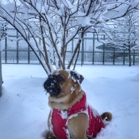 Pug, Köpek  Paşa fotoğrafı