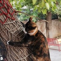 Tekir Kedi, Kedi  7 aylık Kızıma güzel erkek ARIYORUM fotoğrafı