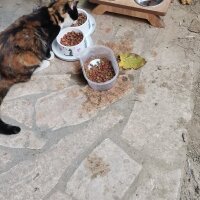 Tekir Kedi, Kedi  7 aylık Kızıma güzel erkek ARIYORUM fotoğrafı