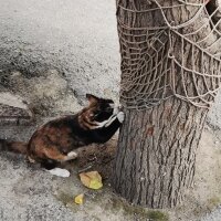 Tekir Kedi, Kedi  7 aylık Kızıma güzel erkek ARIYORUM fotoğrafı