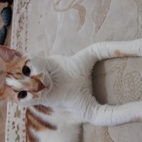 Tekir Kedi, Kedi  Pamuk fotoğrafı