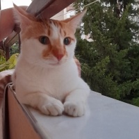 Tekir Kedi, Kedi  Pamuk fotoğrafı