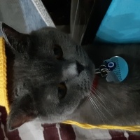 British Shorthair, Kedi  Pişi fotoğrafı