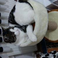 Tekir Kedi, Kedi  Duman fotoğrafı